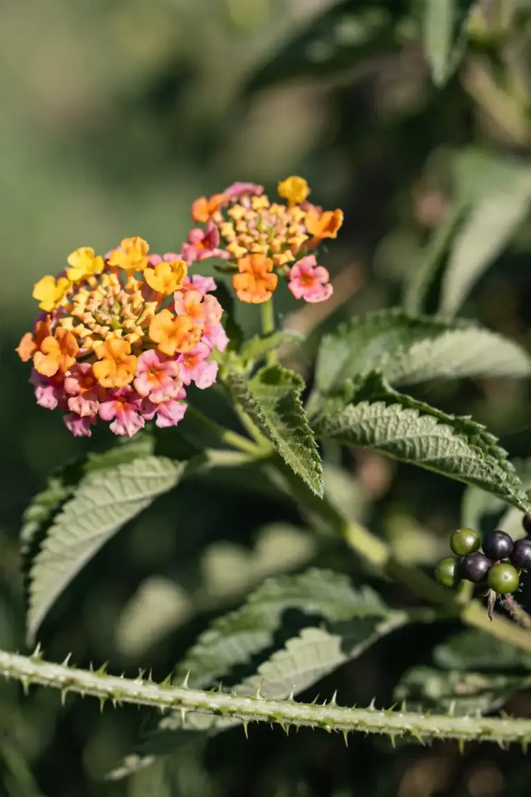 Lantana flower heads in yellow, orange, and pink above rough leaves