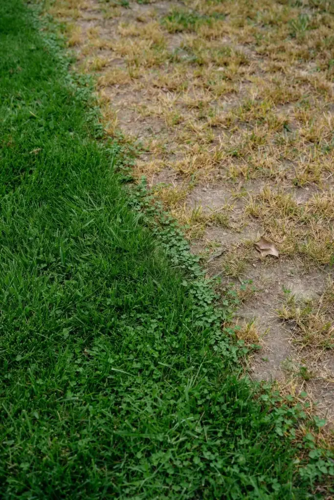 Lawn split between dense healthy turf and a thin yellowed patch.