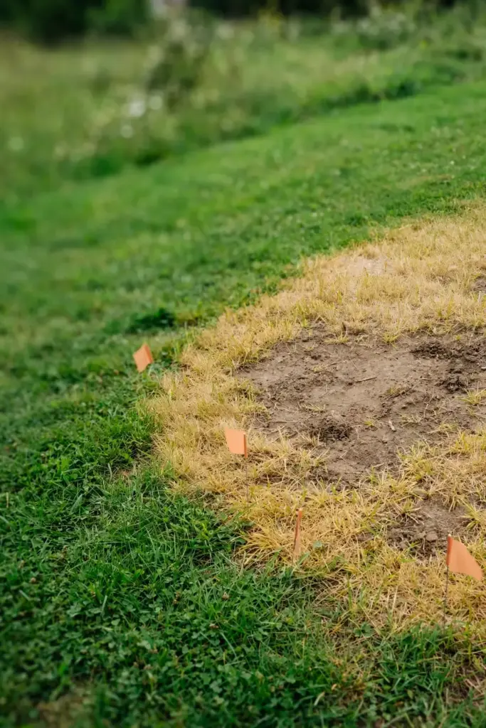 Lawn with small survey flags marking the edges of thinning nematode patches.
