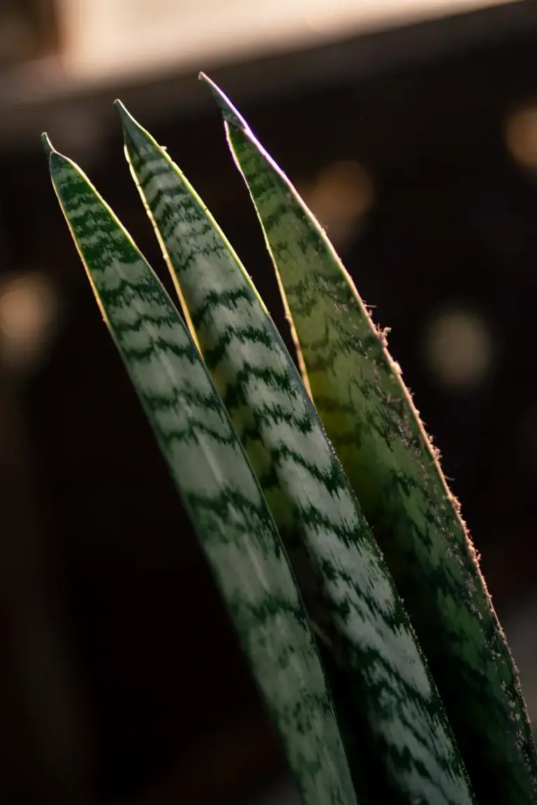 Healthy snake plant leaf tips with intact sharp points and banding