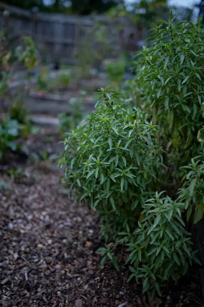 Mature lemon basil plants growing in a home garden bed