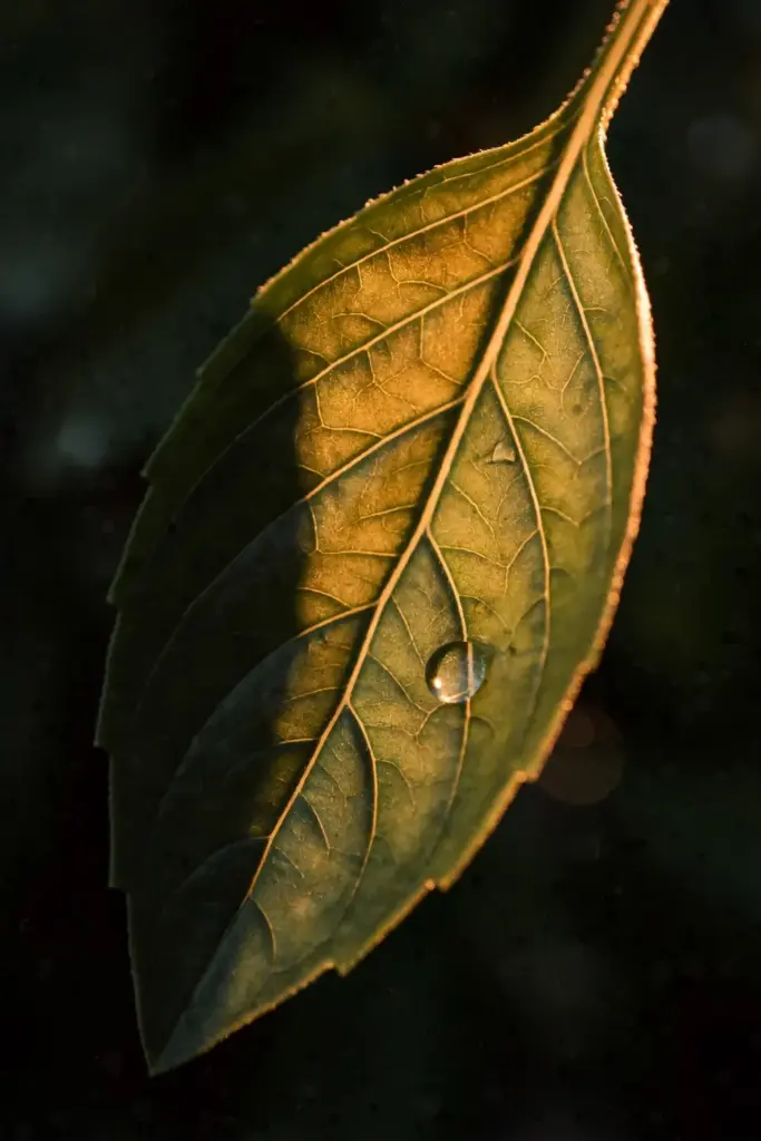Lemon basil leaf backlit showing veins and serrated edge