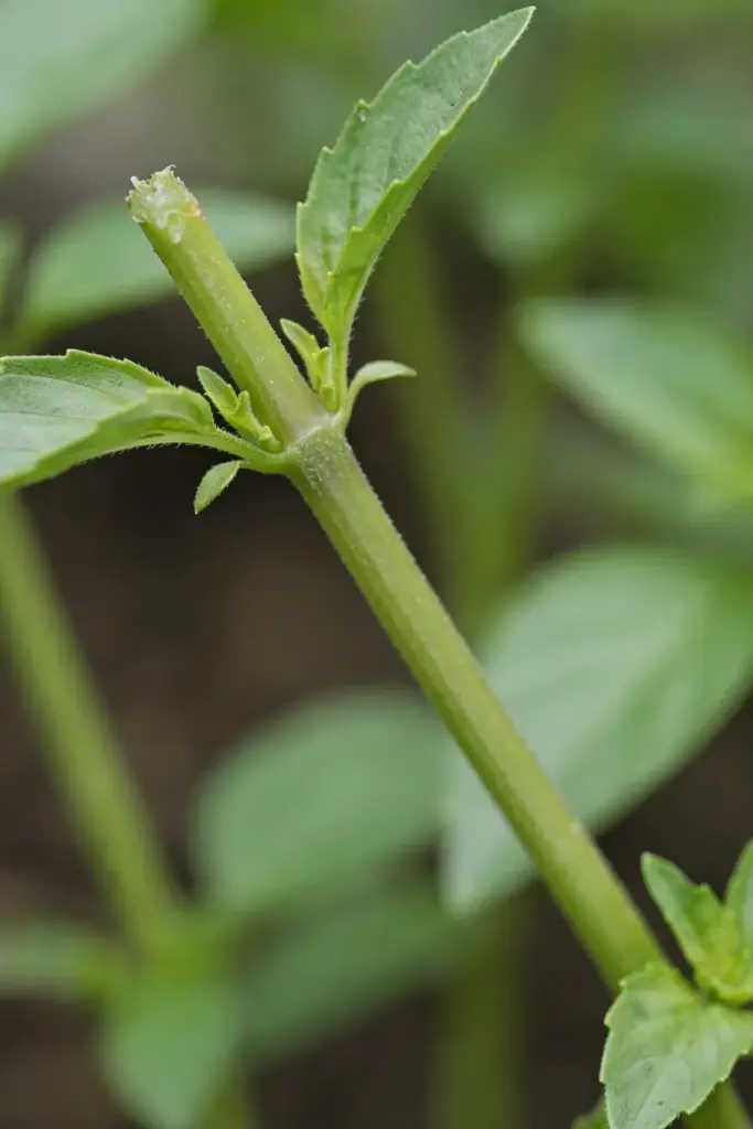 Pinched lemon basil stem tip with two new shoots emerging below the cut