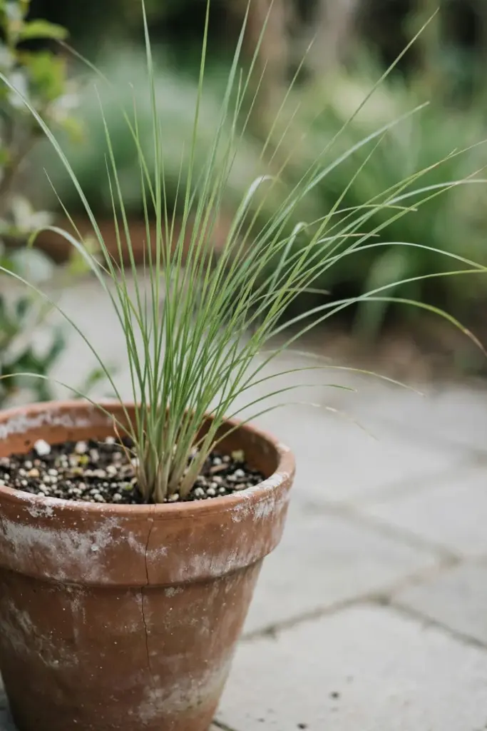 Young lemongrass plant growing in a terracotta pot on a patio