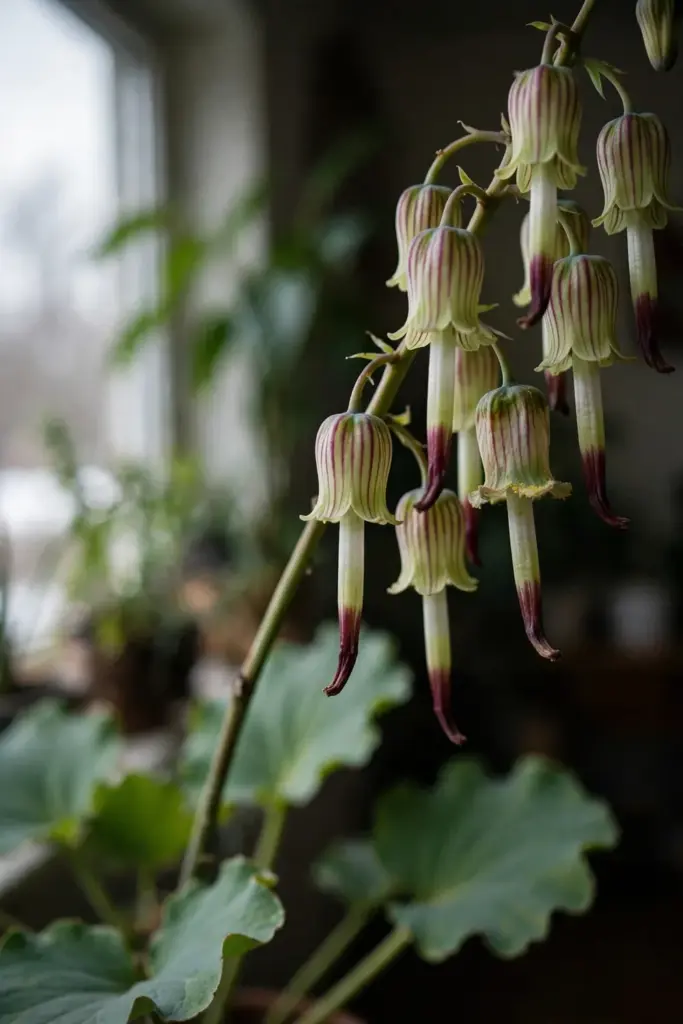 Hanging bell flowers on a tall life plant panicle with striped calyx tubes
