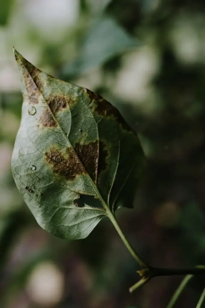 Lilac leaf with brown vein-bounded Pseudocercospora spots merging into dead tissue.
