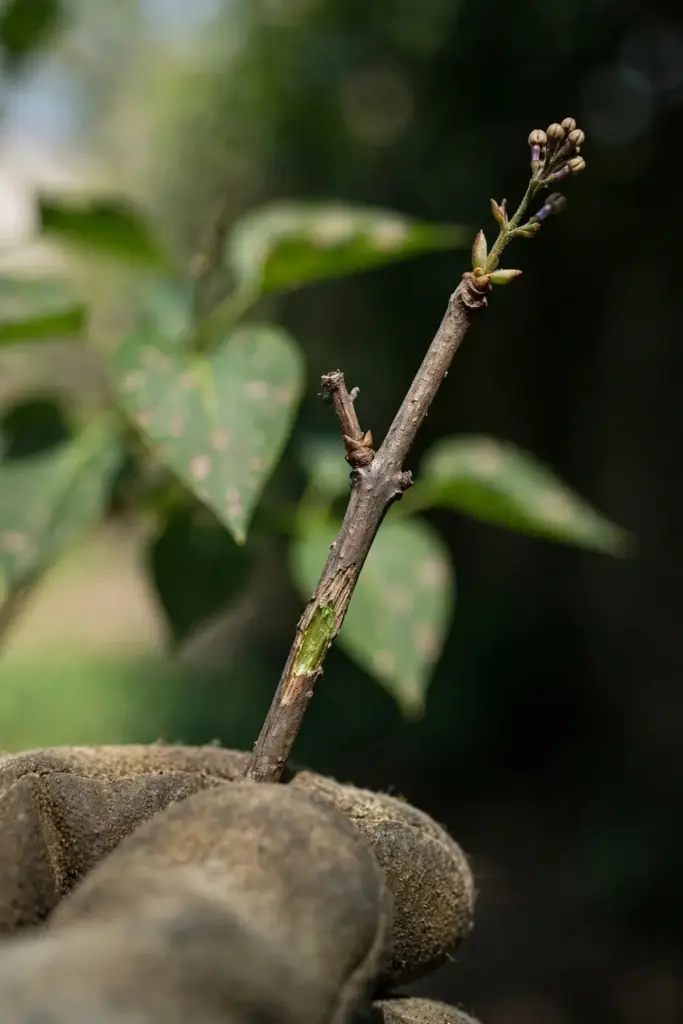 Lilac twig scratch test showing green tissue under the bark, held by a mitt.