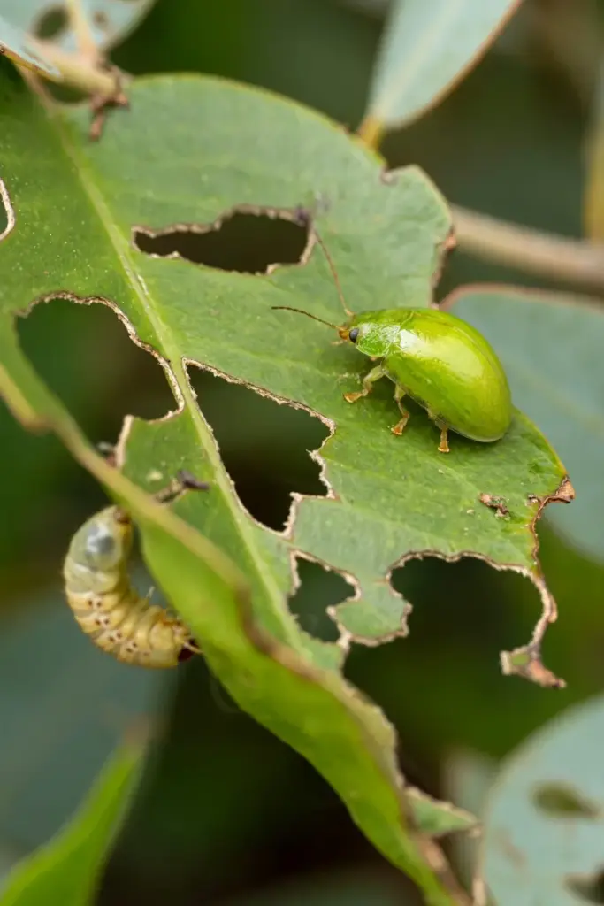 Bright green lilly pilly beetle on a leaf with ragged chew holes
