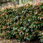 Brown-tipped lilly pilly hedge with green new growth in an Australian garden