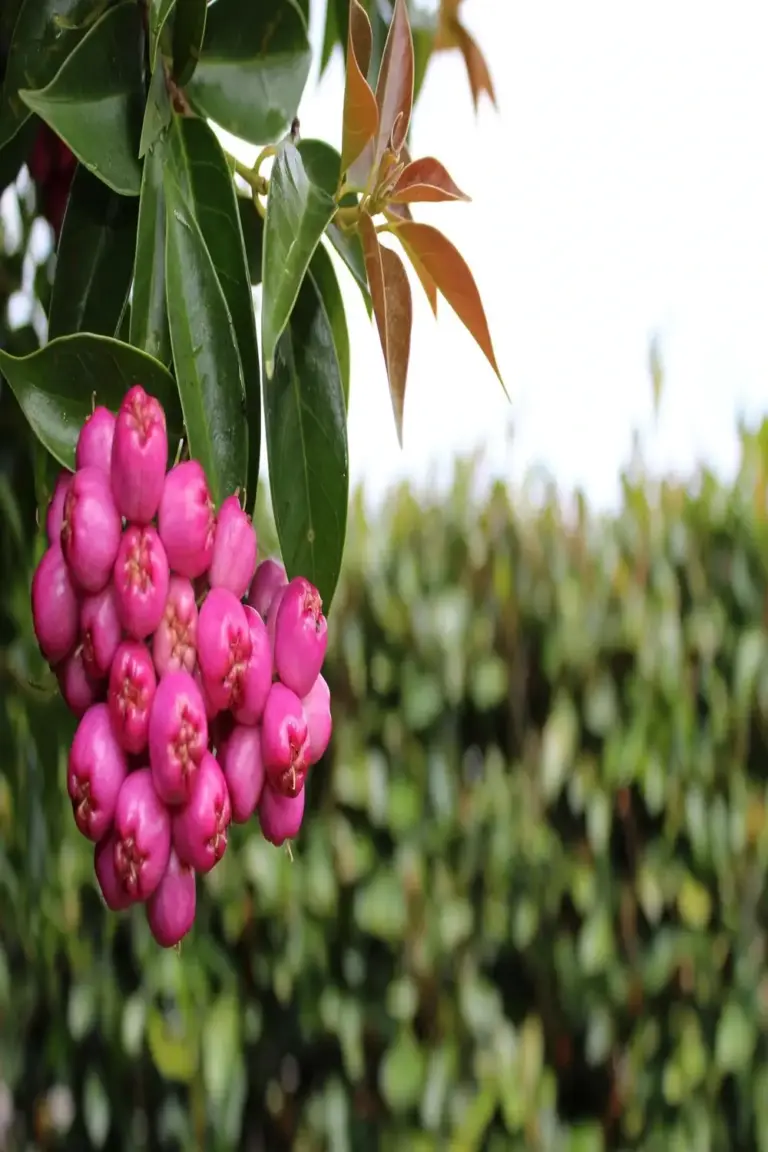 Pink lilly pilly fruit among glossy green leaves with bronze new growth