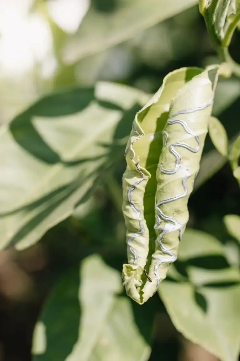 Curled young lime leaf with winding silver leafminer trails