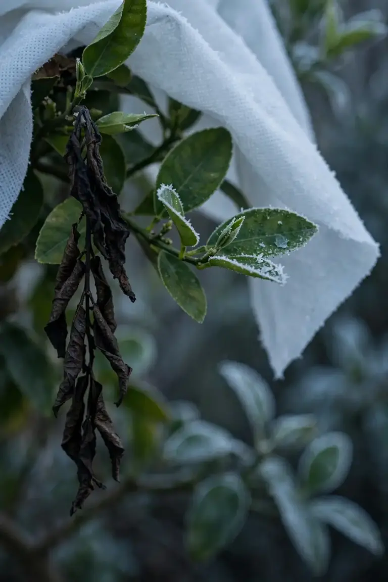 Lime shoot tips blackened by frost under a draped frost cloth