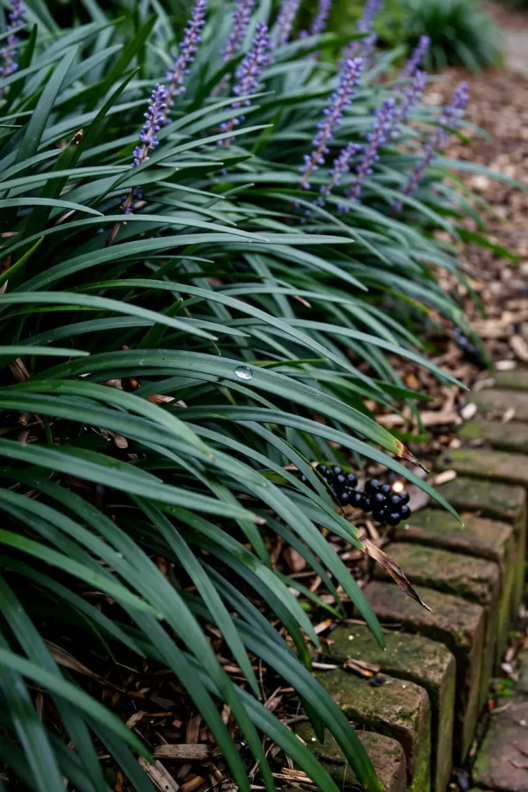 Liriope edging with arching strap leaves, purple flower spikes and black berries