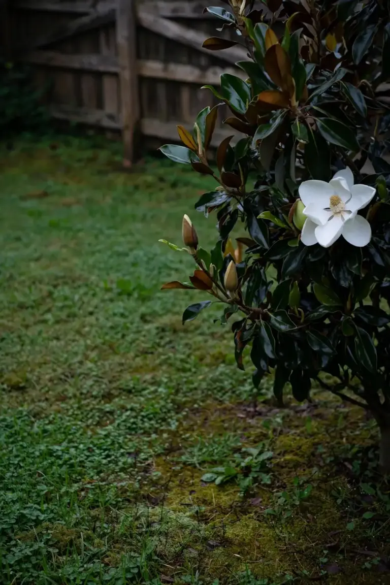 Little gem magnolia tree with a large creamy white flower
