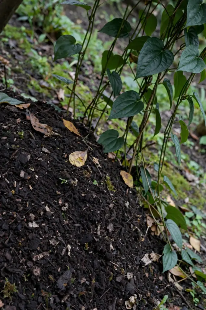 Compost spread around the base of a long pepper vine