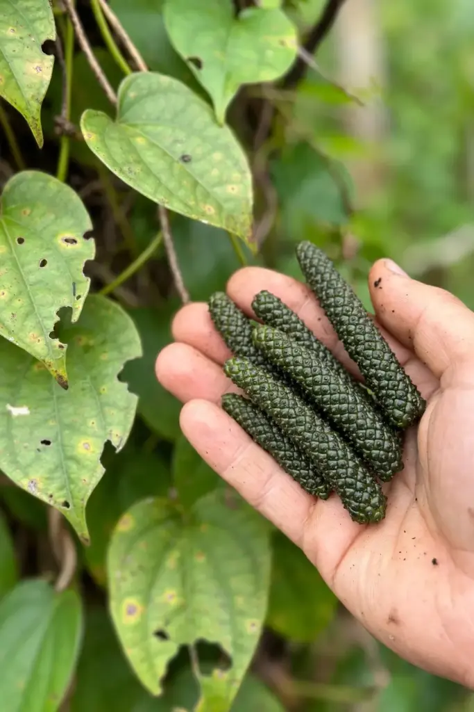 Freshly picked long pepper spikes at the blackish-green stage