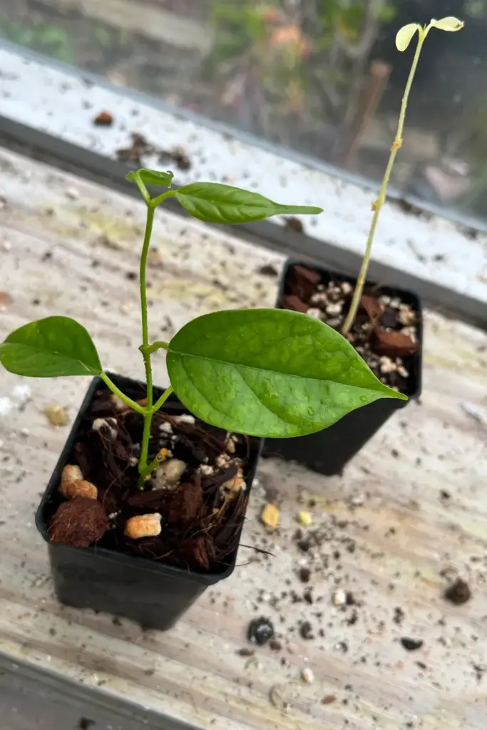Healthy versus leggy long pepper seedlings side by side