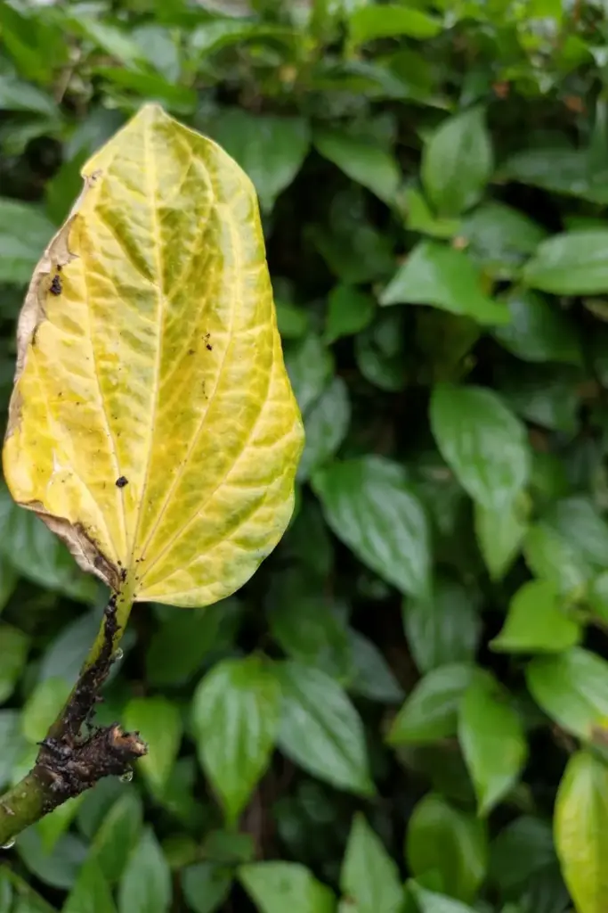 Yellowing leaf and soft stem base showing overwatering damage