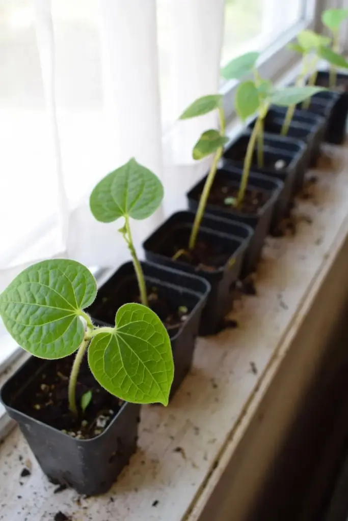 Young long pepper seedlings in small pots on a windowsill