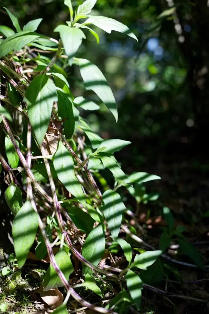 Longevity spinach thriving in bright dappled shade under a tree canopy