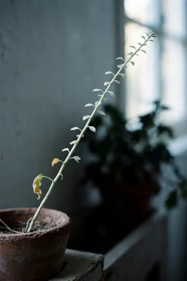 Leggy pale plant stretching toward a bright window