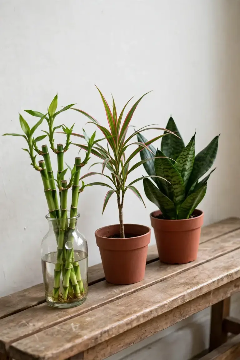 Lucky bamboo, young dracaena, and snake plant in a row for comparison
