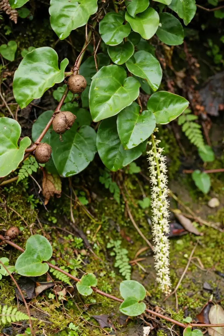 Madeira vine with fleshy heart leaves and aerial tubers on the stem