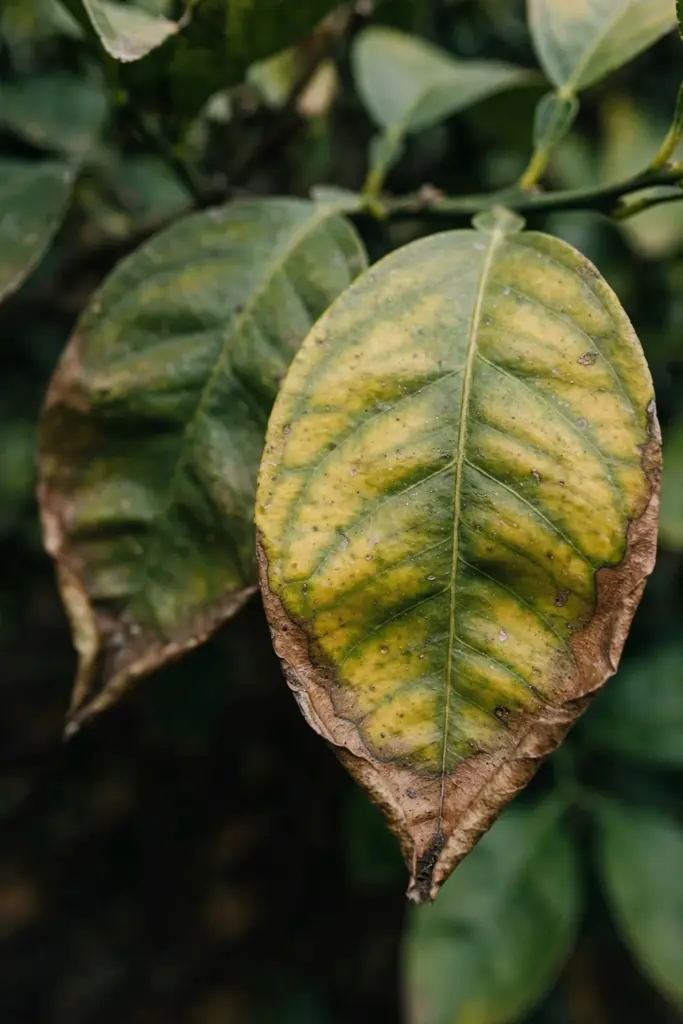 Older citrus leaf yellow between veins with dying margin