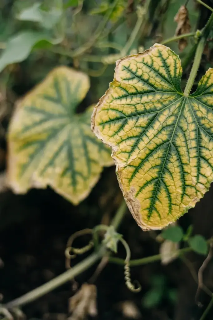 Older cucumber leaf yellow between green veins from magnesium shortage
