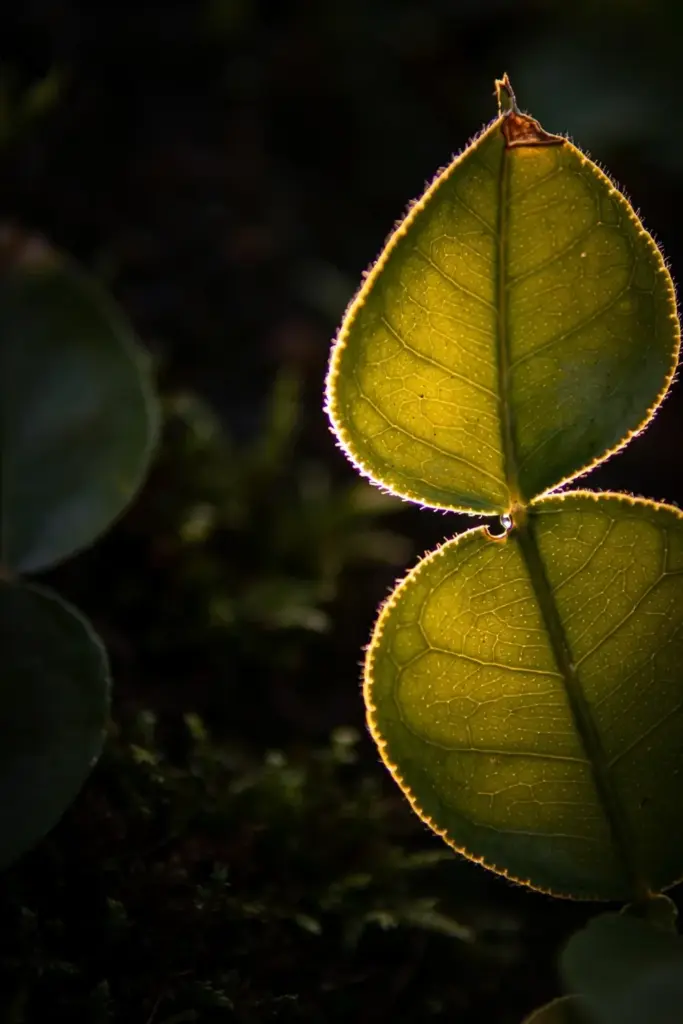 Backlit makrut lime leaf showing the double-lobed hourglass shape and vein detail