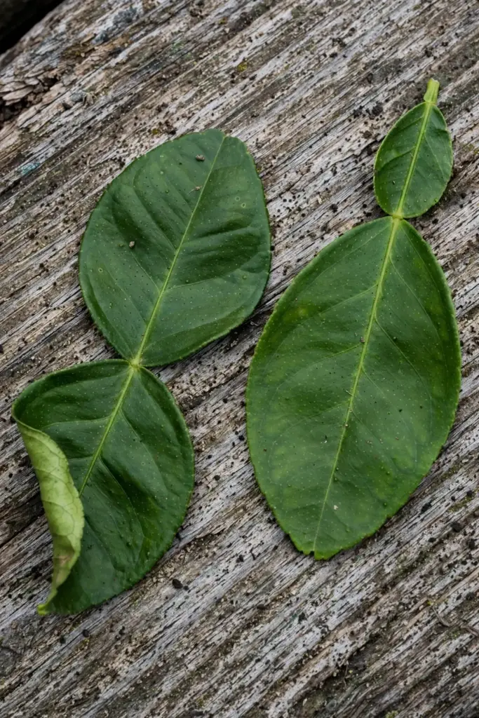 Side-by-side comparison of a double-lobed makrut leaf and a single oval lime leaf