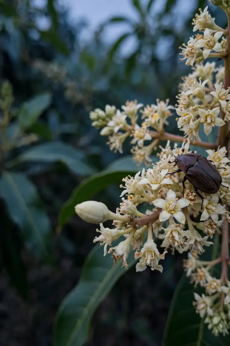 Mango flower cluster with a chunky beetle resting on the open flowers at dusk