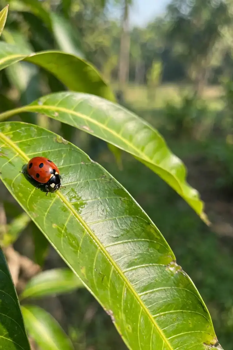 Ladybird resting on a mango leaf in sunlight
