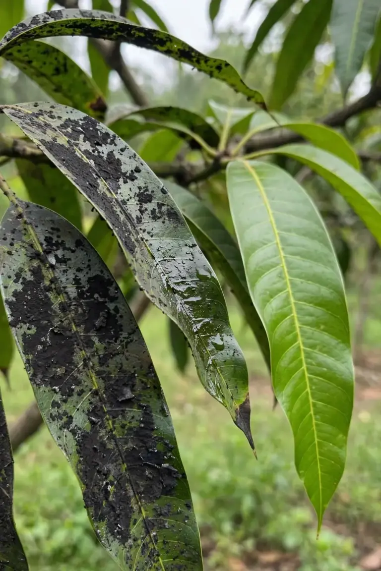 Mango leaves coated in black sooty mold with one clean green leaf beside them