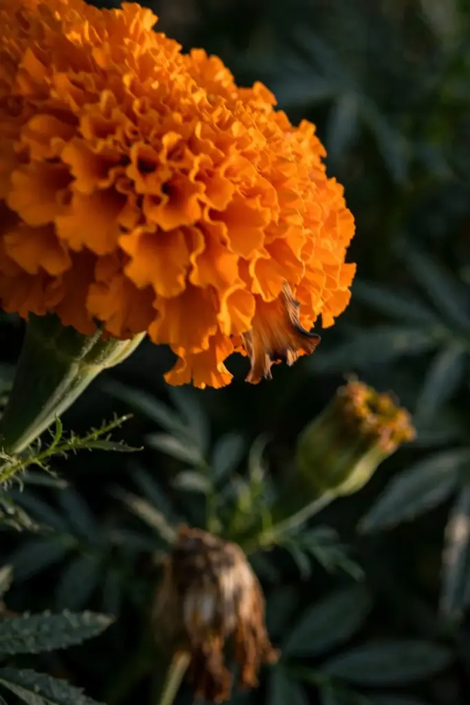 Large orange African marigold bloom dense with ruffled petals