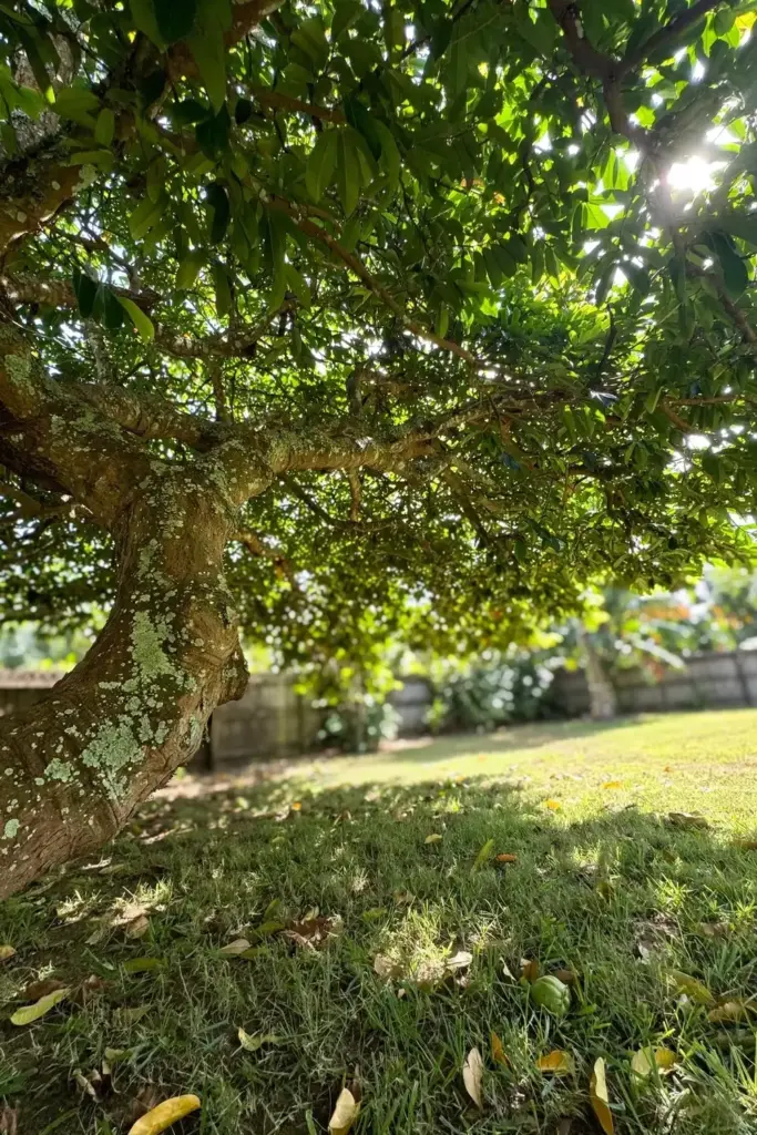 Large star apple tree with wide canopy in a sunny tropical backyard