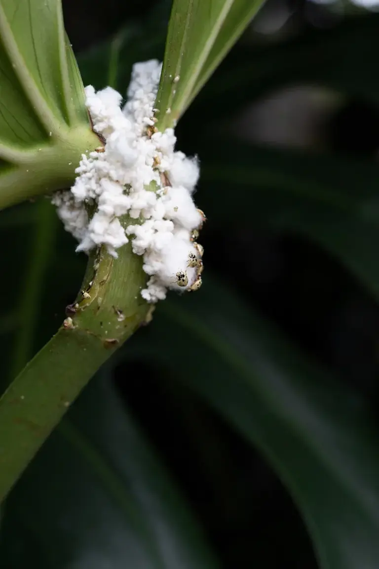 White cottony mealybug clusters in a monstera leaf axil