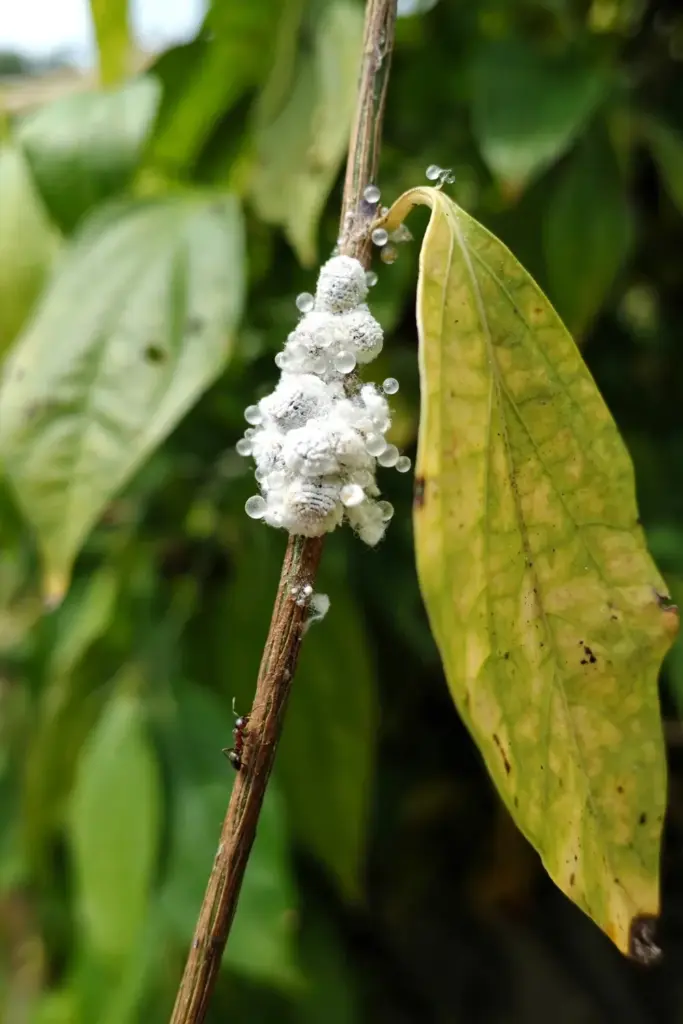 Mealybug cottony masses in a Javanese long pepper leaf axil