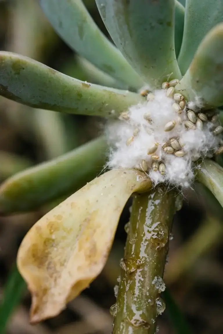 White cottony mealybug tufts clustered in a succulent leaf joint