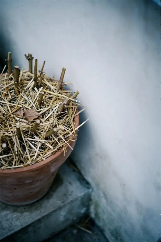 Cut-back mint pot mulched for winter rest