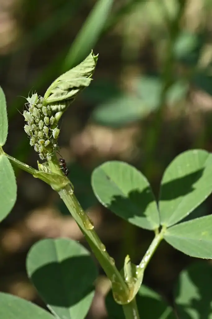 Cluster of pale aphids on a tender fenugreek shoot tip in close-up.