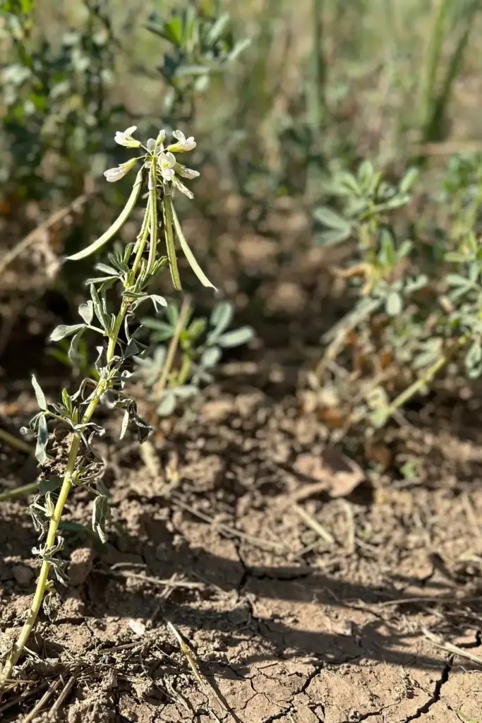 Bolted fenugreek plant flowering at 6 inches tall with tough small leaves.