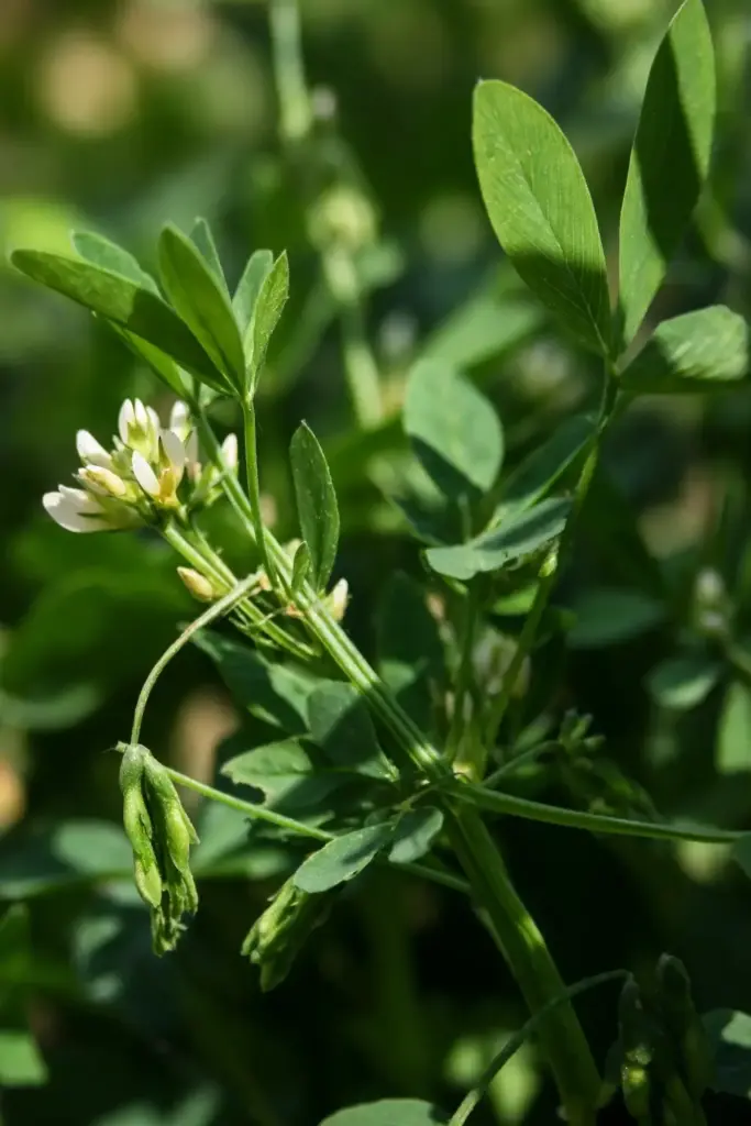 Pale pea flowers and a slender curved green pod on a fenugreek plant.