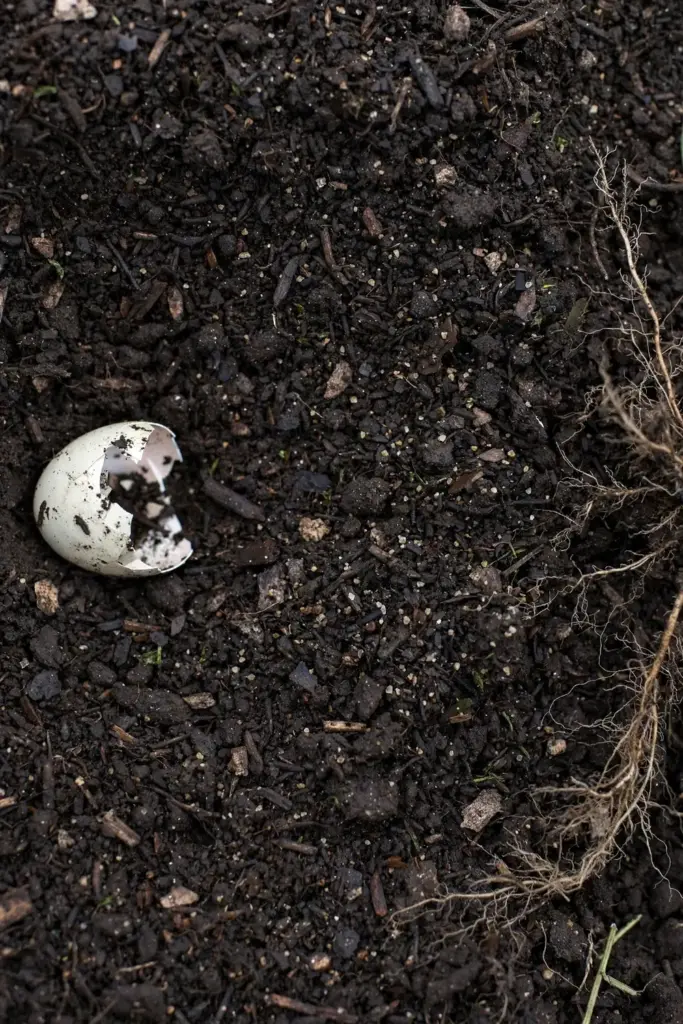 Dark crumbly loam mixed with compost prepared for planting fenugreek.