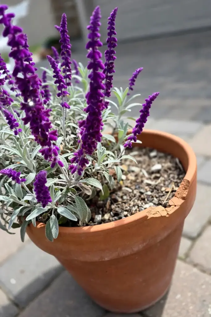 Mexican bush sage velvet purple spikes blooming in a terracotta pot