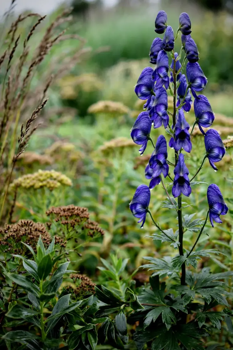 Monkshood with hooded deep-blue flowers at the back of a deep border