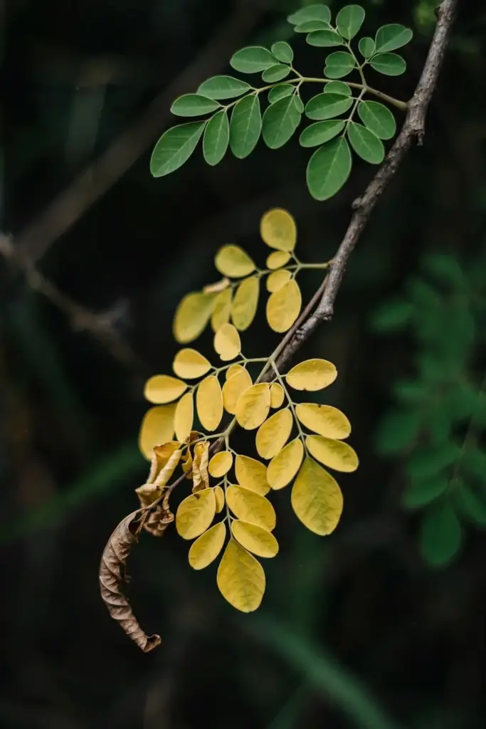 Moringa branch with yellowing lower leaves held for inspection