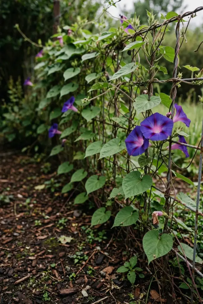 Morning glory vines with heart leaves and purple trumpets smothering a fence