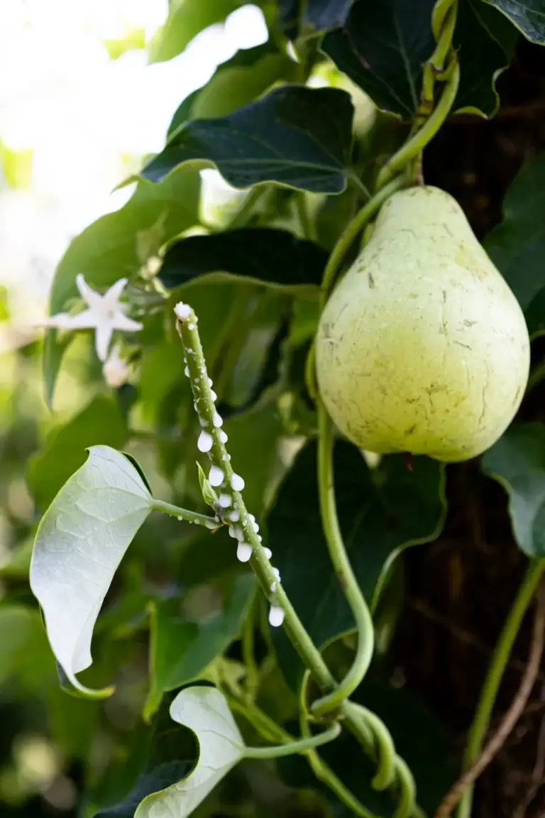 Moth vine with a white choko-like fruit and milky sap at a cut stem