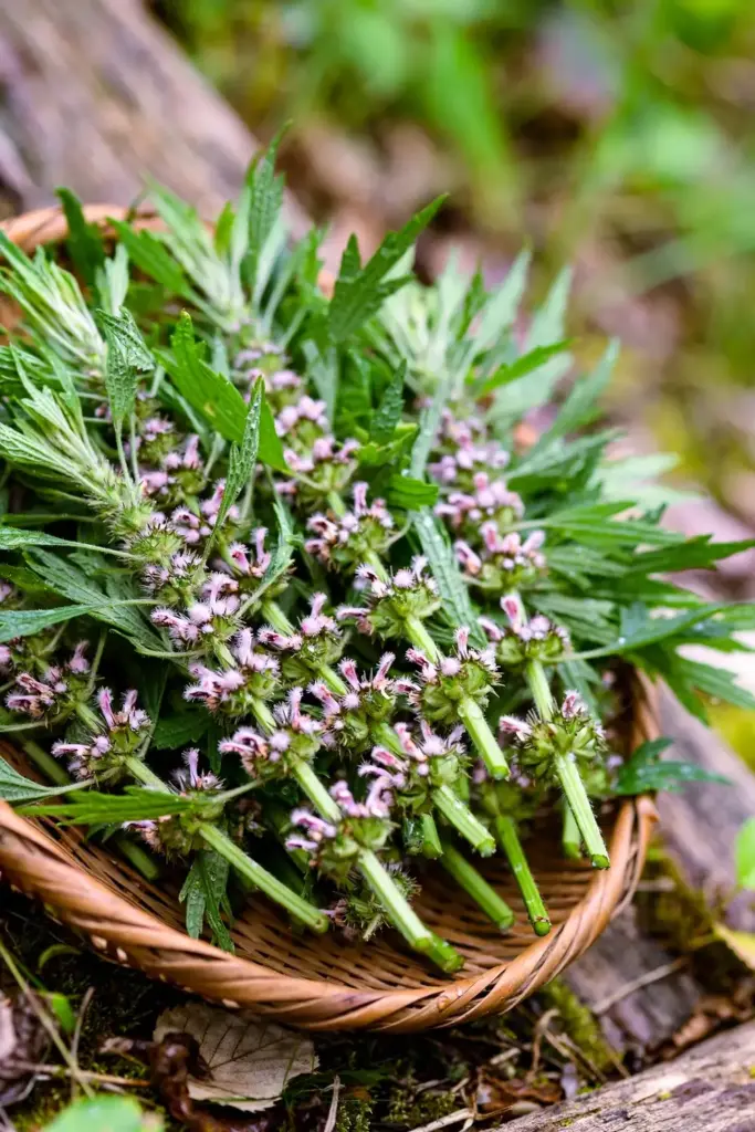 Freshly cut motherwort flowering tops with blossoms in a wicker basket